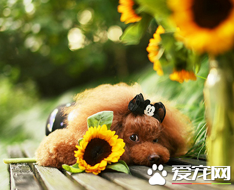 送你一朵花花要不要呢