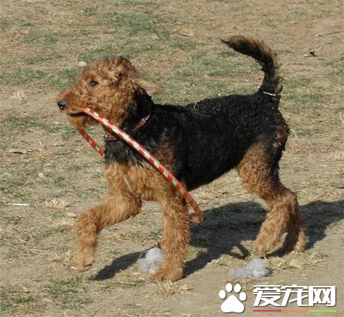 万能梗犬如何替毛 注意修剪长毛犬趾间的毛