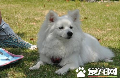 怎样训银狐犬 对主人十分的顺从