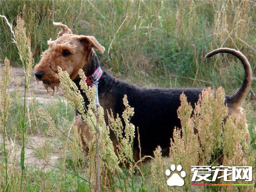 万能梗能打过金毛吗 从体态上看差不多