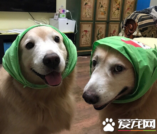 这就是传说中的狼外婆跟狼外公吗