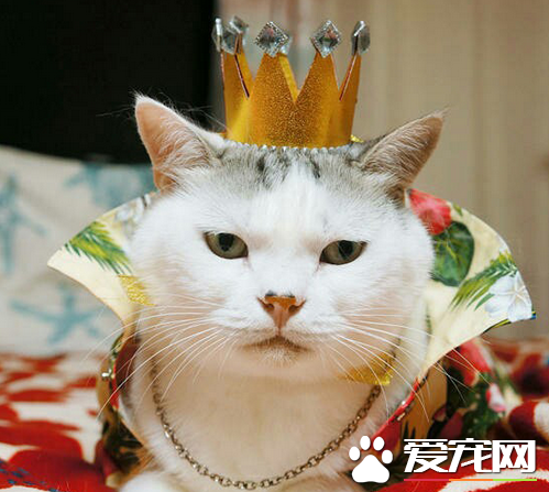 感受一下喵星人的王者风范吧