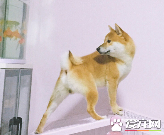 小鱼儿，看到我矫健的身姿了吗