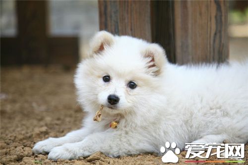 银狐犬和萨摩耶哪个大 银狐比较小巧