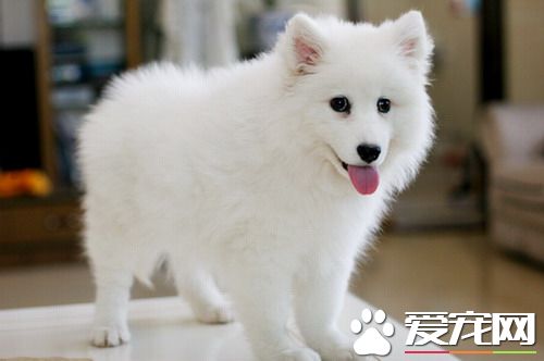 银狐犬几月份发情 一年发情两次