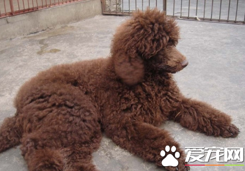 爱尔兰雪达犬掉毛程度 以及毛发护理