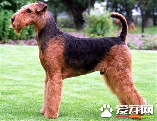 万能梗犬好训吗 如何训练万能梗吃东西