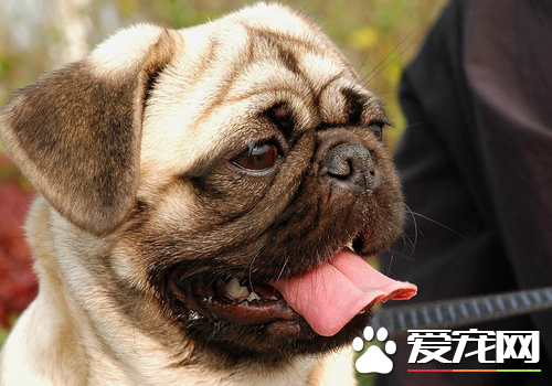 巴哥犬公与母长大的区别 攻击性不同