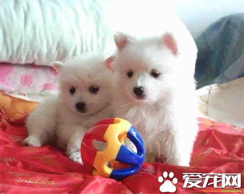 银狐犬特征 银狐犬的步态骄傲