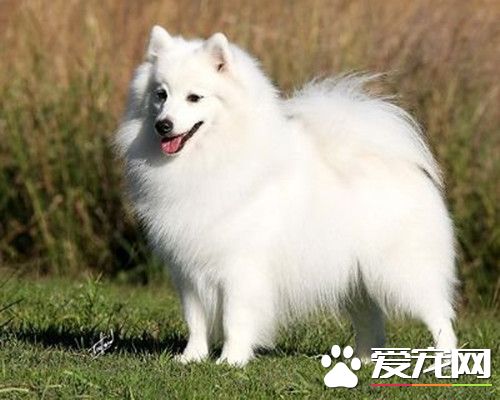 银狐犬有多大 体形属于小型犬