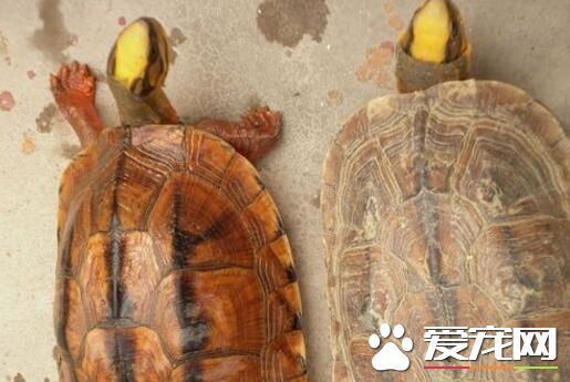 金钱龟和石金钱龟的区别 如何简便的分辨二者