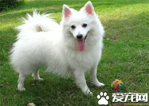 银狐犬与博美的区别 身体比白博美长