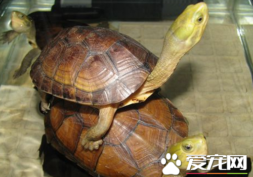 黄喉拟水龟生长速度 年龄和温度等因素