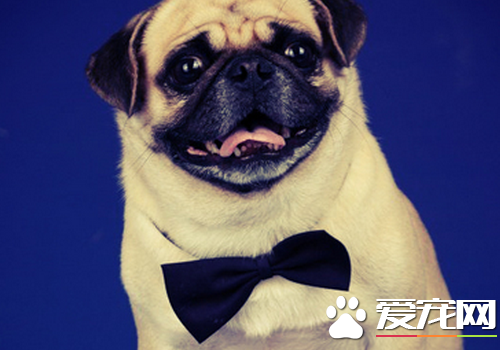 巴哥犬发抖 巴哥犬的养护知识