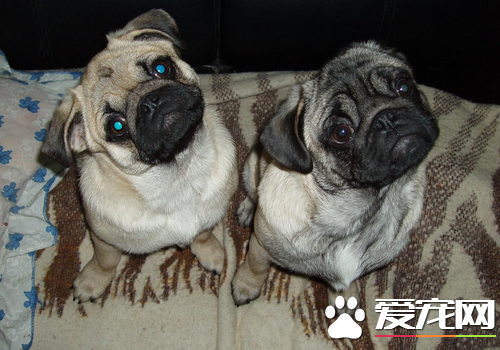 巴哥犬跟沙皮狗有什么区别 八哥体格匀称