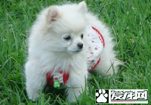 银狐犬和萨摩耶哪个好养 以及两者的区别