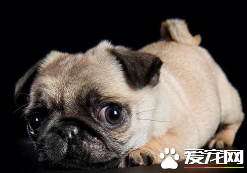 巴哥犬好养不 健康的饮食住行很有必要