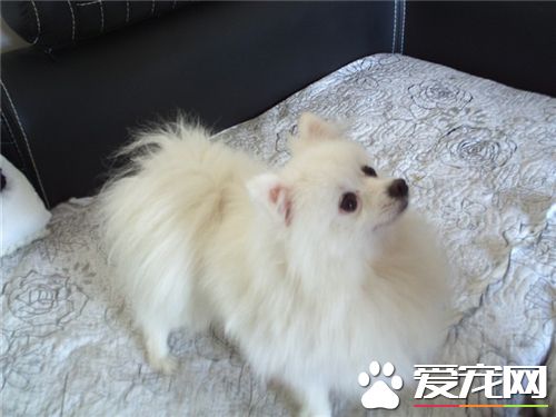 银狐犬怎样喂养 不要在银狐犬吃食时打扰它