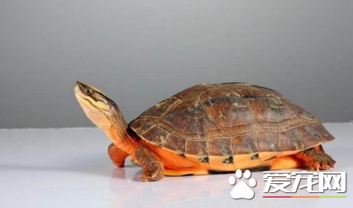 金钱龟什么时候冬眠 冬眠龟的健康问题掌握