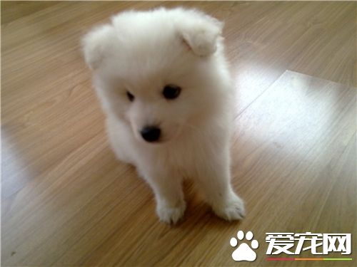 银狐犬怎么看尾巴 长度可以超过背部