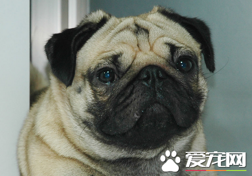 巴哥犬多少一只 花鸟市场去不得