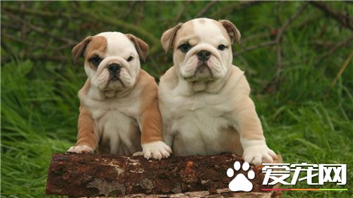 英国斗牛犬标准 英国斗牛犬体型