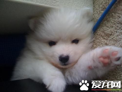 银狐犬只吃肉不吃狗粮怎么办 先饿它