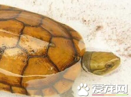 金钱龟是怎么样的 它的产地以及有怎样的特点