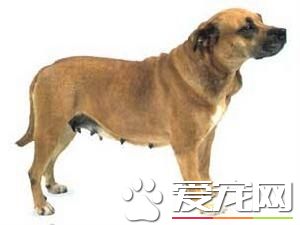 西班牙斗牛梗（皮罗·德·伯里沙·马罗奎因犬）