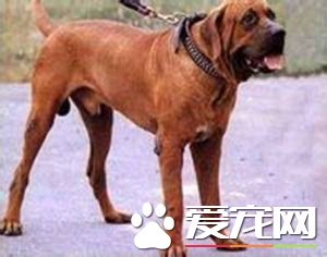 土佐斗犬