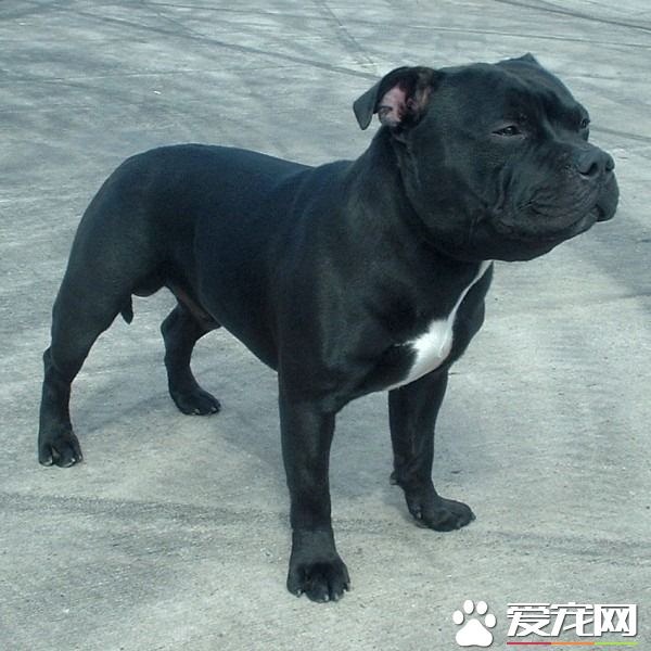 1.比特犬（美国斗牛梗） 