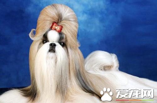 西施犬特征 西施犬面部比较短且饱满