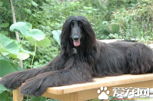 阿富汗猎犬幼犬喂养 阿富汗犬的护理方法