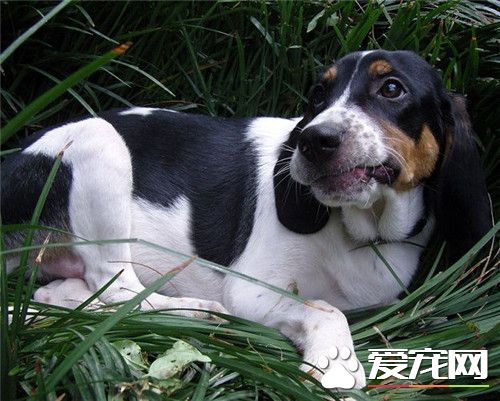 比格犬有攻击性吗 一般情况下是不会咬人的