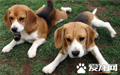 比格犬有什么优点 敏锐嗅觉服从性高