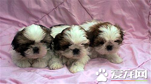 西施犬有个性吗 西施犬很聪明忠实友善