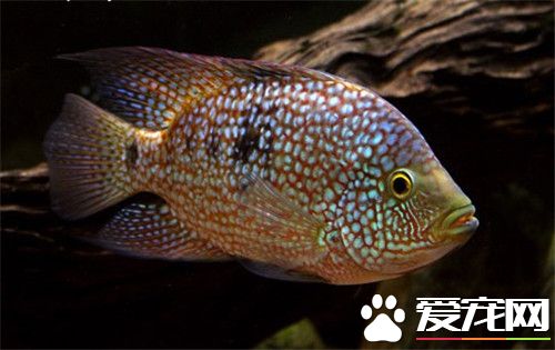 热带鱼白点病的治疗 观赏鱼白点病的预防方法