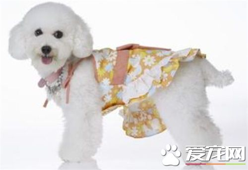 白色泰迪犬迷你多大 迷你体成犬29到38厘米