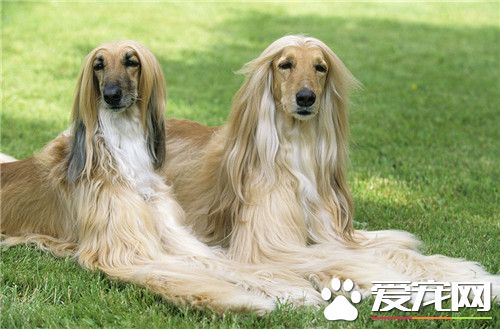 阿富汗猎犬凶猛排名 比较厉害的狗狗