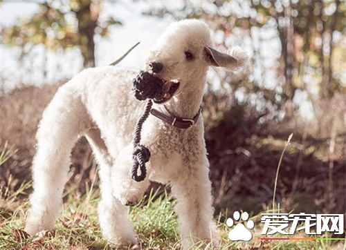 贝灵顿梗掉毛么 贝灵顿梗换毛期如何护理