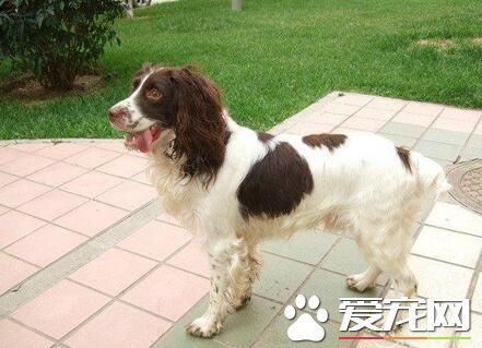 威尔士史宾格犬价格 起售价一般在2000左右