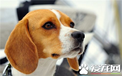 比格犬怎么训练上厕所 训练比格犬定点上厕所