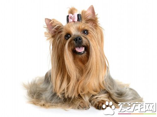 西施犬特点 西施犬对所有人都十分友好