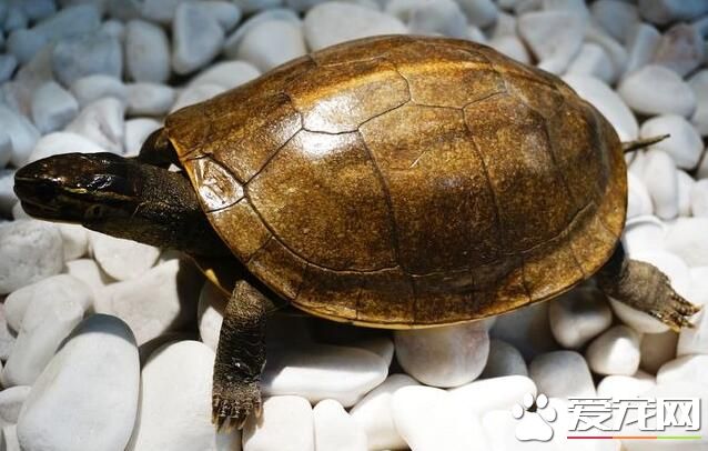 养乌龟养几只好 乌龟最好养两只一公一母