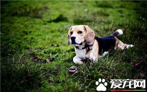 比格犬长到几岁 比格犬可以活12-15年的时间