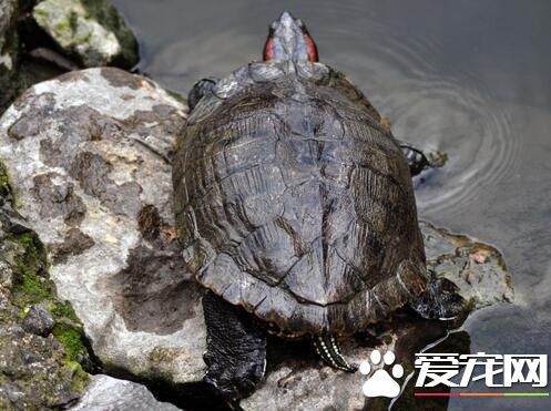 养乌龟养几只好 乌龟最好养两只一公一母