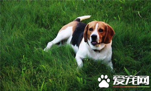 比格犬怎么训练不护食 首先要经常放手上喂食