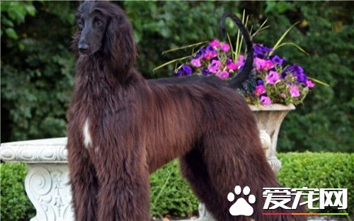 阿富汗猎犬长毛 其高雅威武的外观