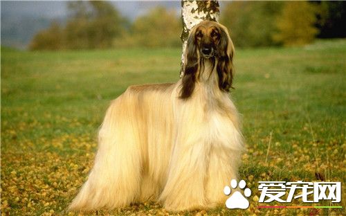 阿富汗猎犬吃的多吗 要配合营养的饮食