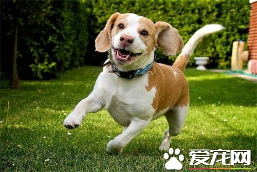 比格犬怎么看纯不纯 辨别比格犬纯种技巧